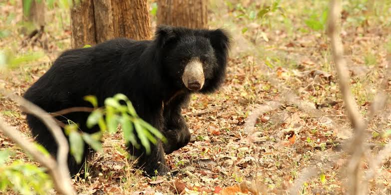 Wilpattu National Park