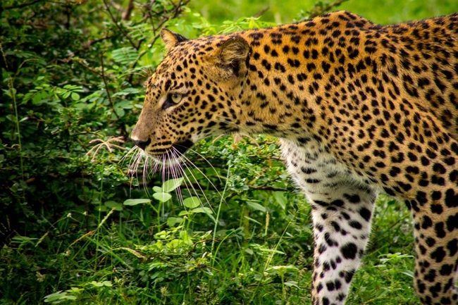 Yala National Park